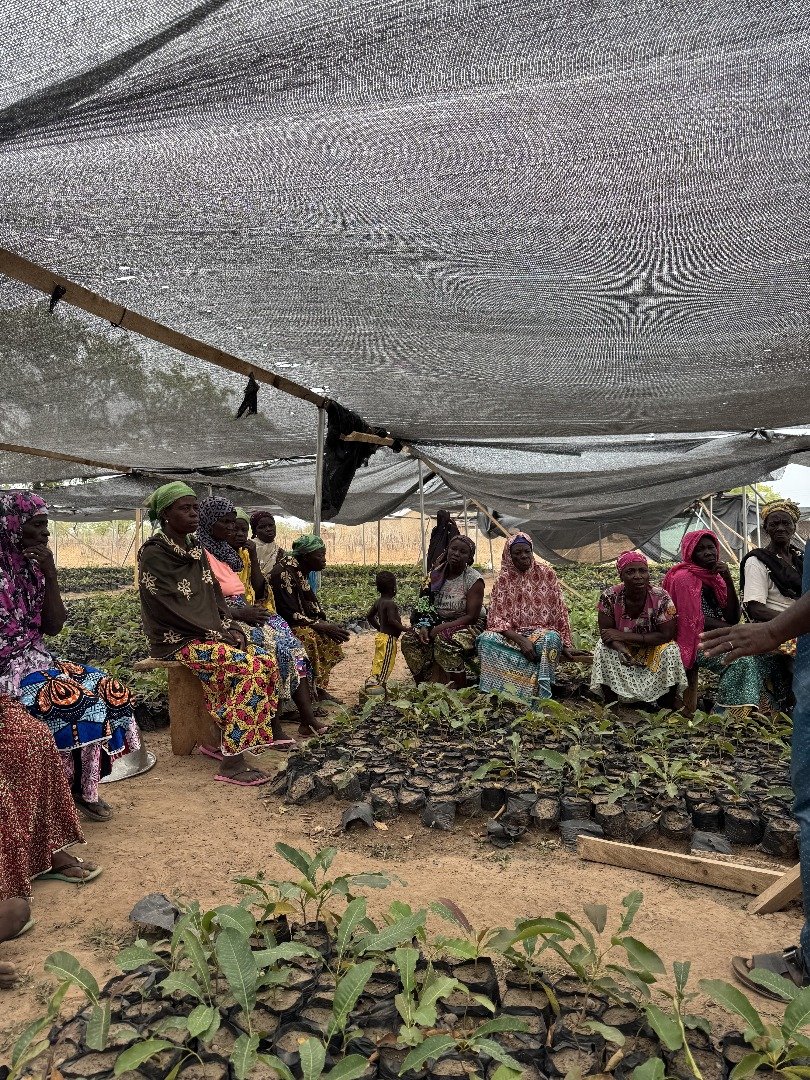 Ghana’s Shea Parkland Restoration Puts Women at the Heart of Climate Action 1