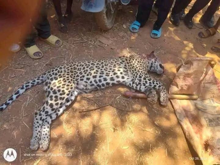 Zambian Man Kills Leopard In Self-Defense 1