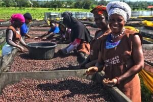 Uganda Forecasts Nearly 15% Rise in Coffee Output for 2025/26 Season 1