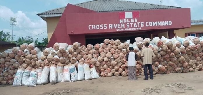 NDLEA Arrests Teacher and Wife in Cross River State with 4.7 Tonnes of Marijuana NDLEA Arrests Teacher and Wife in Cross River State with 4.7 Tonnes of Marijuana