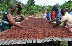 Favourable Weather Strengthens Ivory Coast’s Cocoa Harvest Prospects as Main Crop Peaks
