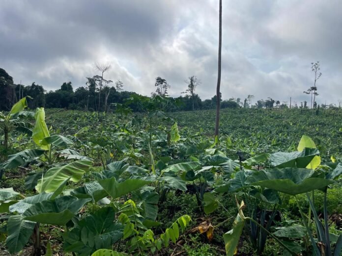 Restoring Nature Through Sustainable Agroforestry and Community Management of Natural Resources Restoring Nature Through Sustainable Agroforestry and Community Management of Natural Resources