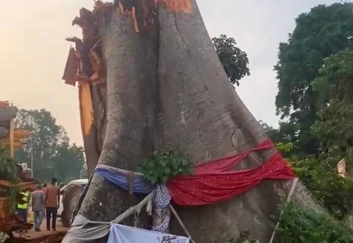 18 Die After Historic Nigerian ‘Ukwu Akpu Awhum’ Tree Topples Onto Commercial Bus in Enugu