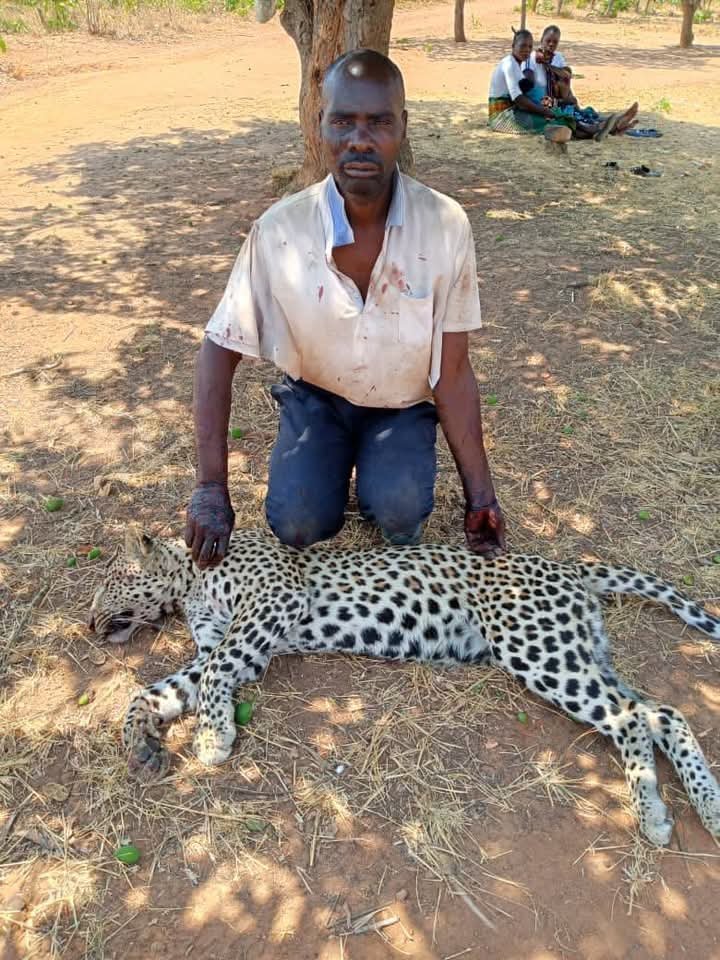 Zambian Man Kills Leopard In Self-Defense 2