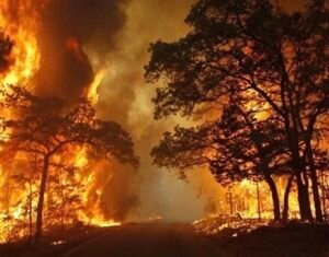 Nigeria Passes Tough New Law to Combat Wildlife Trafficking, With Jail Terms Up to 10 Years 1