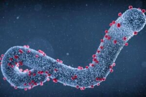 Ethiopia Identifies Marburg Virus as Source of Southern Outbreak, WHO Confirms