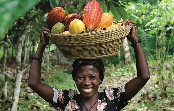 Ghana’s COCOBOD Releases GH¢237m to Ease Cocoa Farmers’ Payment Delays