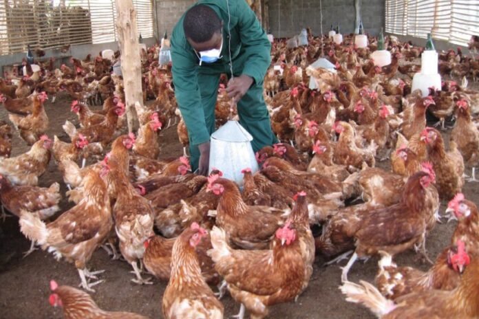 poultry in Nigeria