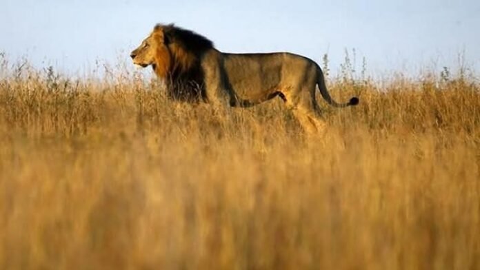 Lion Lion